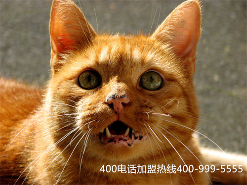 (如何辦理400電話業(yè)務(wù))(400電話的優(yōu)勢企業(yè)都是認(rèn)可的)